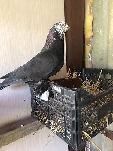 зоомагазин бишкек попугаи: Продаю село беловоцк — 4