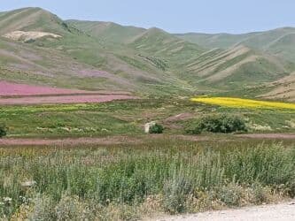 кымыз бышкыч: Продается н атуральный горный мёд, своя пасека в пищевых ведрах и — 6