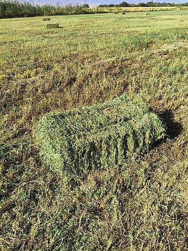 Таза беде 3 укос село панфиловка 272 шт бар баксы 250 сом полядан