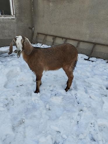 тайлар арзан: Продаю | Коза (самка) | Битал | Для разведения | Племенные — 3