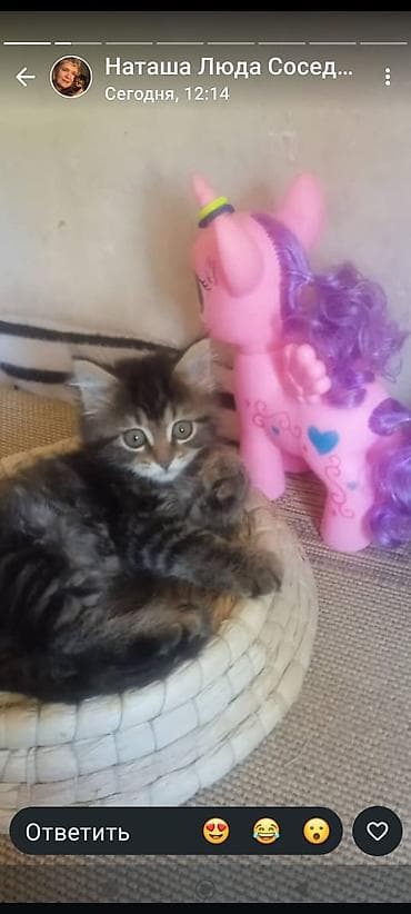 котята сиамские: ПРИЮТ КОТЯТА КОШКИ Возраст примерно 1,5-2месяца — уже самостоятельно — 10