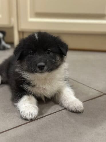 Грызуны: Щенки. Окрас преимущественно черный с белыми отметинами на груди — 3