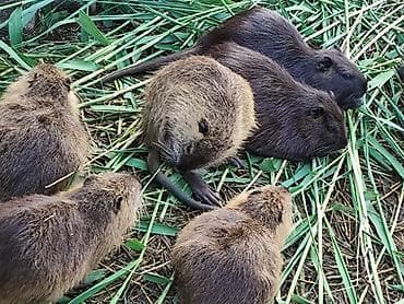 заяц живой: Нутрии. 6 месяцев Особенности: - крупные водоплавающие грызуны — 2