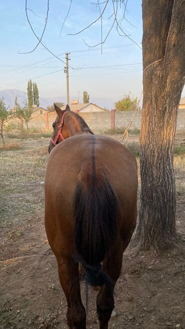 Полукровный Айгыр сатылат 3 асый улака уйурго гарантия,скорость урганы