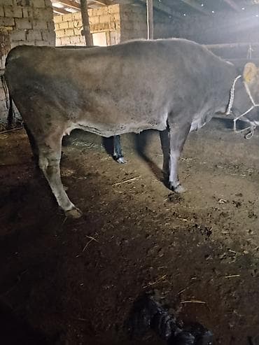 карова галштин: Продаю | Корова (самка) | На забой — 4