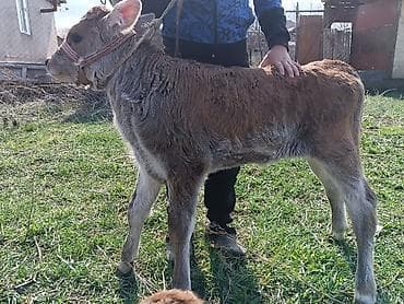 сары булун: Сатам | Кунаажын | Аргын | Бордоп семиртүү үчүн | Жасалма уруктандырылган — 2