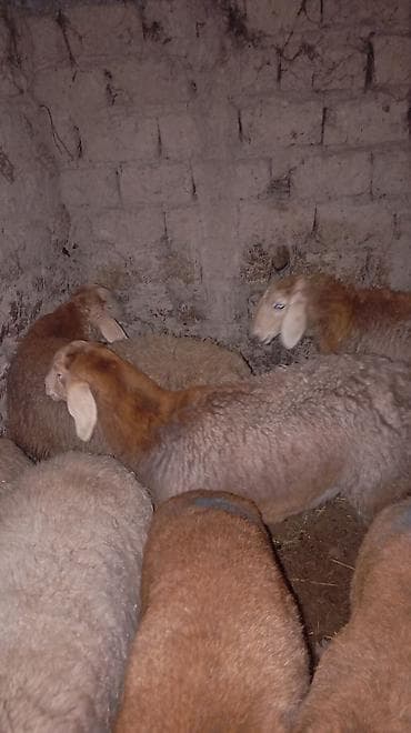 кормушка для баранов: Продаю | Овца (самка) | Арашан | Для разведения | Ярка — 2