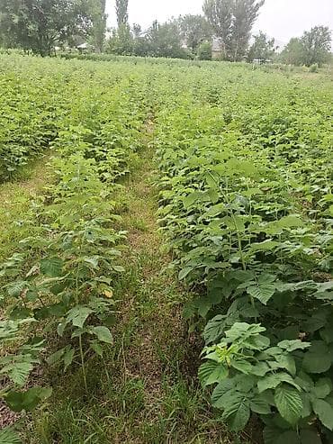 удобрение для малины: Продается малинник с плодородной почвой. Идеально подходит для — 1