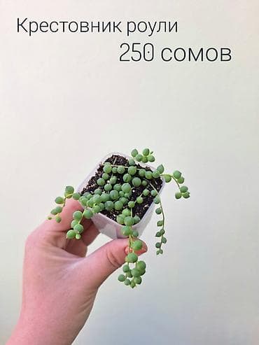 недавно: ~Комнатные растения/цветы (детки/молодые растения/взрослые — 4