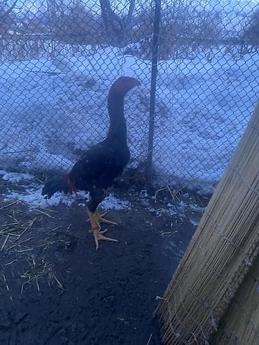 Продаю | Петух | Бойцовая | Для разведения