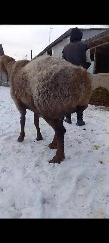 продаю тай: Продаю | Баран (самец) | На забой | Племенные — 6