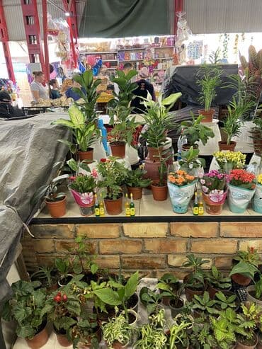 микрозелень цена бишкек: Цены от 350 выше — 7