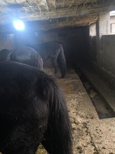 объявления о найденных собаках: Сатам | Бээ (ургаачы) | Союуга — 2