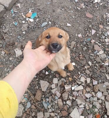 уй жаныбары: Ит бекер берилет: Бельгия овчаркасы, 5 айлык, Ургаачы — 2