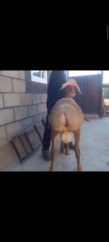 продаю породистых коров: Продаю | Козёл (самец) | Нубийская | Для разведения | Племенные — 2