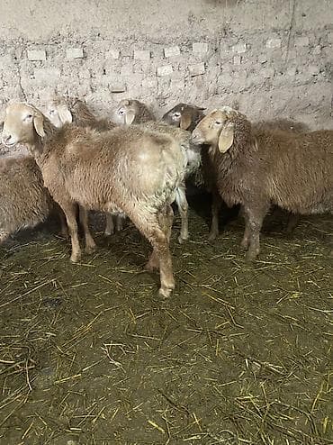 бараны токмак: Продаю | Баран (самец), Ягненок | Арашан | Для разведения, На забой — 9