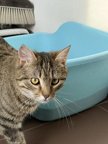 кошки крысоловы: Кошка даром: Беспородная, Девочка, Приучена к лотку — 3