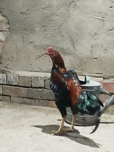 цесарка цена бишкек: Продоётся бойцовый докан одноглазый нету правого глазапо прозвище — 4