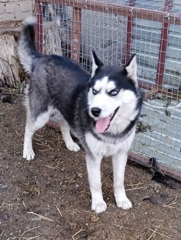 акустические системы bluedio колонка в виде собак: Хаски, 8 месяцев, Самка, С прививкой — 2