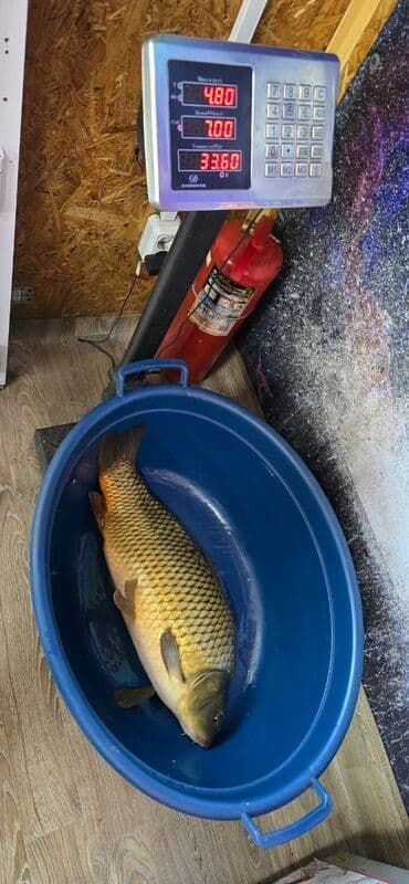 корм для форель: Свежий, 3 кг, 1 кг, 2 кг — 3