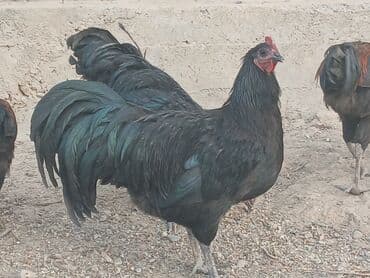 купить породистую собаку: Продаю | Петух | Для разведения — 7