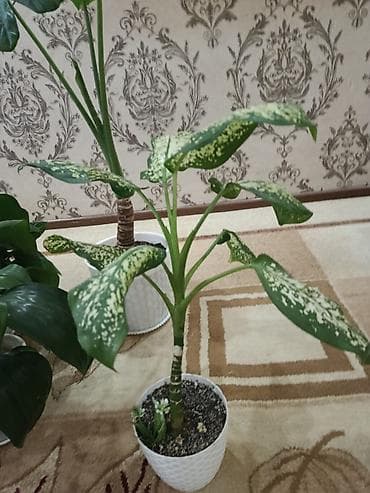 Другие товары для дома: Диффенбахии — 1