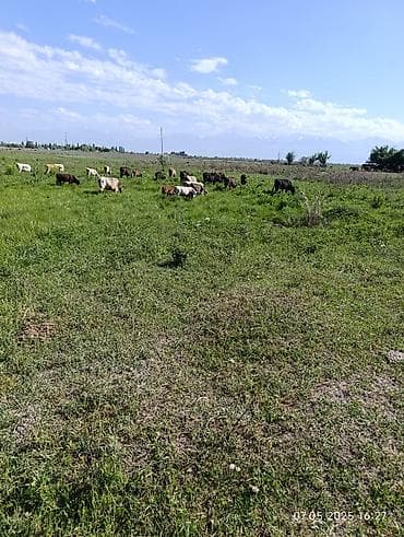 дойный корова: Продаю | Корова (самка) | Полукровка | Для молока — 2