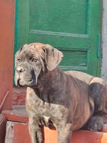 породистые собаки бесплатно: Кане-корсо, 2 месяца, Самец, С родословной, С прививкой — 1