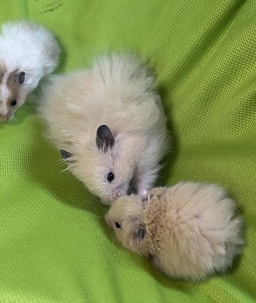 Деңиз чочколору: Продаются хомячки джунгарские, сирийские, ангорские пушистые хомячки — 9