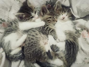 scottish fold: Котята, домашние, короткошёрстные, тигрово-белого окраса. Отдадим — 4