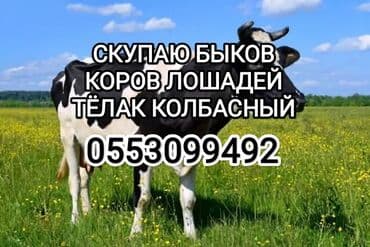 Куплю | Коровы, быки, Лошади, кони, Другие с/х животные | Круглосуточно, Любое состояние, Забитый