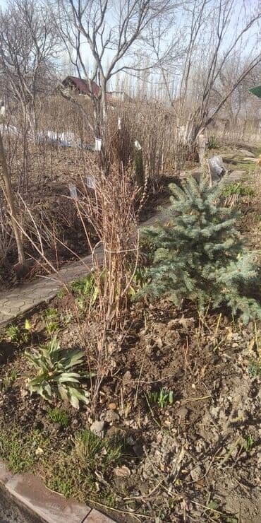 чернозем для газона: В тоннах, Самовывоз, Бесплатная доставка, Платная доставка, Зил — 5