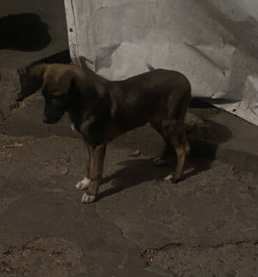 французский бульдог купить бишкек: Овчарка, 2 месяца, Самка — 14