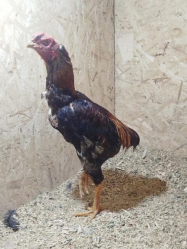 продам голубей: Дакан жожо короз сатылат алмашу жолдору бар жемге дакандарга алмашам — 4