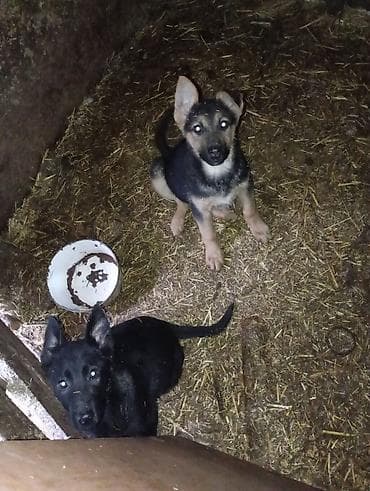 купить шпица щенка: Авчарка кучуктор 3-жарым ай болду прививкаланган 2-ургачы Кучук калды — 7