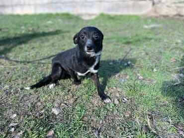 собака машке: Ищем дом для молодой стерилизованной девочки. Привита. Привезём сами — 4