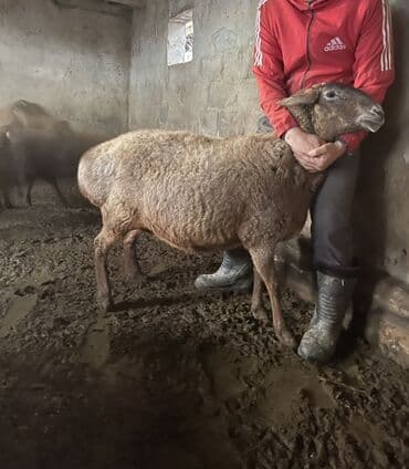 Аквариумы: Продаю | Овца (самка) | Для разведения | Ярка — 1