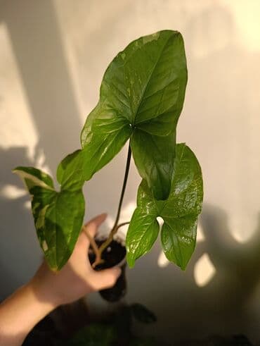 формочки для хлеба: Продаю. детки, черенки комнатных растений по 100 сом. Сциндапсус-пакет — 9