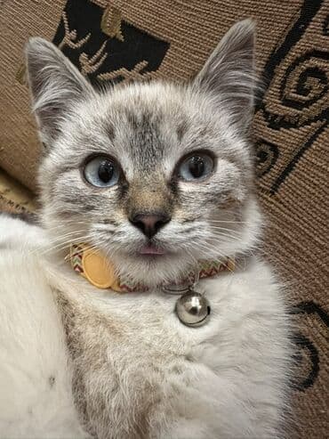 купить шотландского вислоухого котенка: Сиамская, 4 месяца, Мальчик, Приучена к лотку — 4
