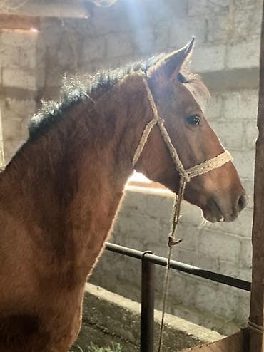 белые котята: Продаю | Кобыла (самка) | Полукровка | Для разведения — 1