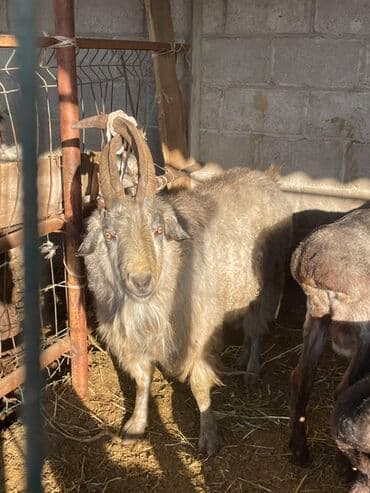 где купить кошку в бишкеке: Продаю | Козёл (самец) | Для разведения | Племенные — 3