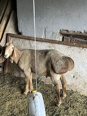 вислоухие кошки: Продаю | Овца (самка) | Для разведения | Матка — 4