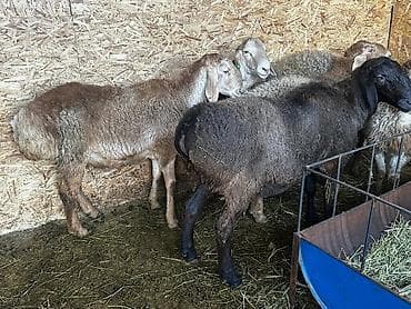 животные в ош: Продаю | Овца (самка), Баран (самец) | Арашан | Для разведения | Матка — 5