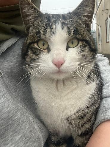 Кошка даром: Беспородная, Мальчик