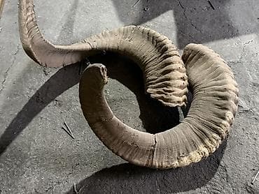 Сандыктар: Рога и оленьи ветвистые отростки для декора и ремесел Описание: - — 1