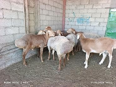 попугай волнистик: Продаю | Баран (самец) | Для разведения — 2