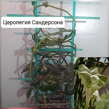 магазин аквариум бишкек: Комнатные растения и декор для цветов Ассортимент: - Кактусы, в т.ч — 9