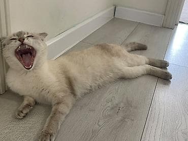 d cat: Скотиш Фолд (Шотландская вислоухая), 1 год, Девочка, Белый, Приучена к лотку, Проглистована, С прививками — 3