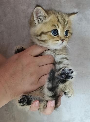 домик бутка: Скотиш Страйт (Шотландская прямоухая), 2 месяца, Мальчик, Золотая шиншилла, Приучена к лотку — 2