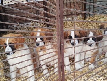 где можно купить йоркширского терьера: Порода: московская сторожевая Описание: - Крупные, мощные собаки с — 4